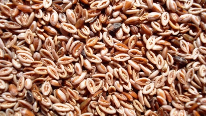 خواص اسفرزه