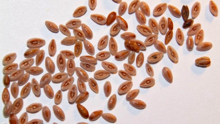 نکات مهم در مصرف اسفرزه