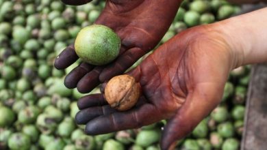 9 روش مؤثر برای پاک کردن لکههای سیاه گردو از روی دست