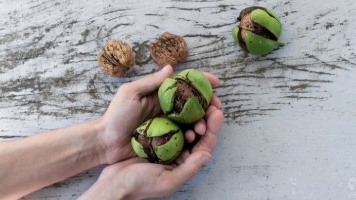 طریقه پوست کندن گردو تازه بدون سیاه شدن دست طریقه پوست کندن گردو تازه بدون سیاه شدن دست