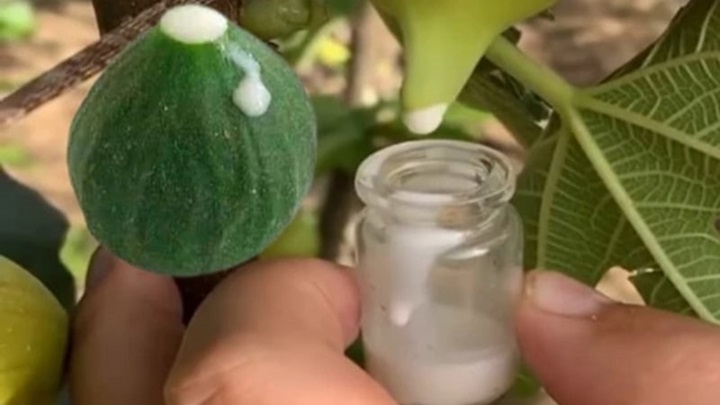 درمان خانگی دندان درد با شیره درخت انجیر درمان خانگی دندان درد با شیره درخت انجیر