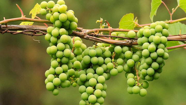 خاصیت آبغوره برای کبد چرب خاصیت آبغوره برای کبد چرب