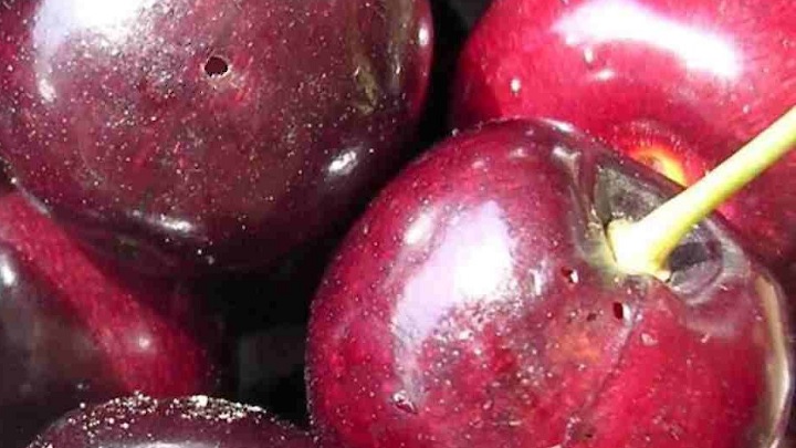 ترفند جالب تشخیص گیلاس کرم دار ترفند جالب تشخیص گیلاس کرم دار