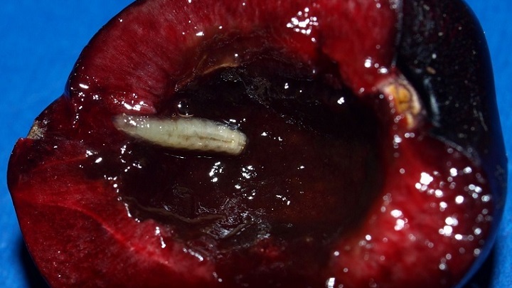 اگر کرم داخل گیلاس را بخوریم چه میشود؟ اگر کرم داخل گیلاس را بخوریم چه میشود؟