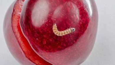 آیا خوردن گیلاس کرم دار خطرناک است؟