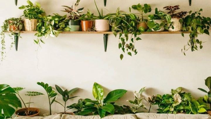 جدیدترین شلف دیواری گلدان