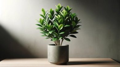 3 اشتباه مرگبار گیاه زامیفولیا که نباید انجام دهید