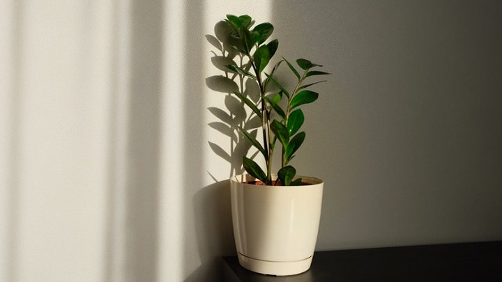 اشتباهات مرگبار در نگهداری گیاه زامیفولیا