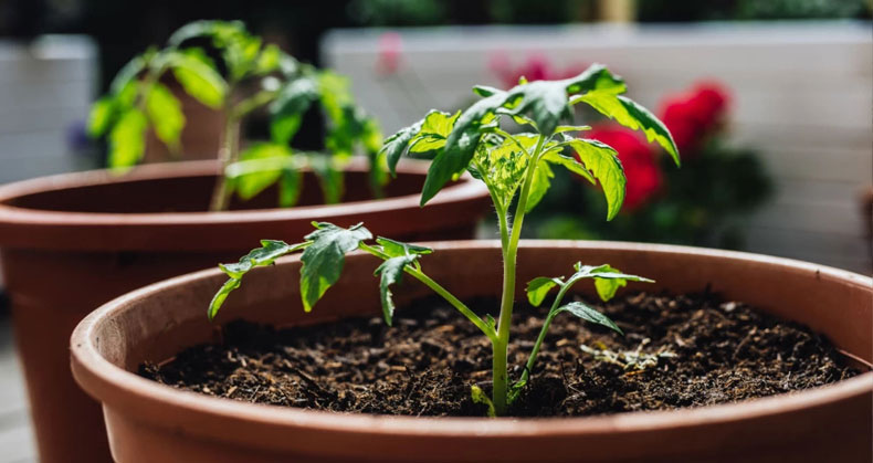 کاشت گردو در گلدان کاشت گردو در گلدان