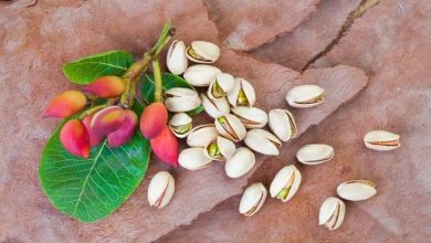 روش جالب کاشت پسته در گلدان