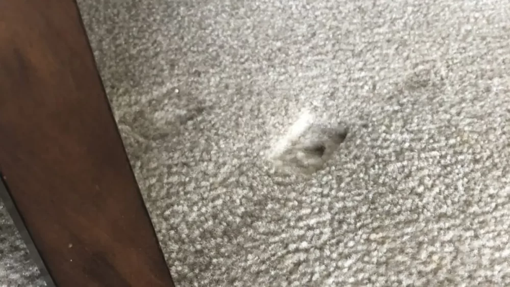 با این روش‌ها از آسیب زدن مبل به فرش جلوگیری کنید