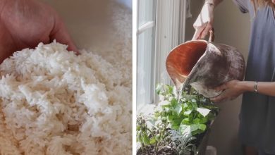 10 فایده آب برنج برای گیاهان و نحوه استفاده از آن