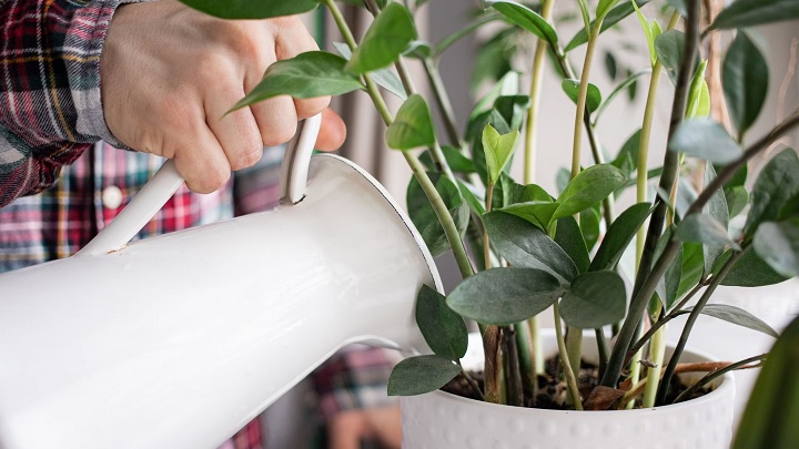 نکاتی که باید در مورد استفاده از آب برنج برای گیاهان بدانید نکاتی که باید در مورد استفاده از آب برنج برای گیاهان بدانید