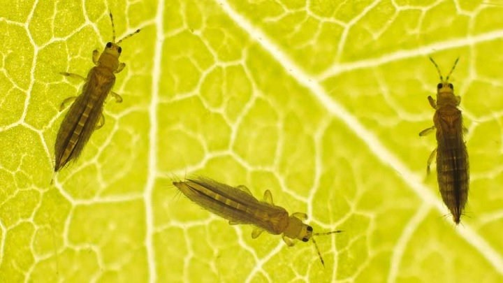 هترین روش‌های شناسایی آفت گیاهان و درمان آفت گیاه در خانه