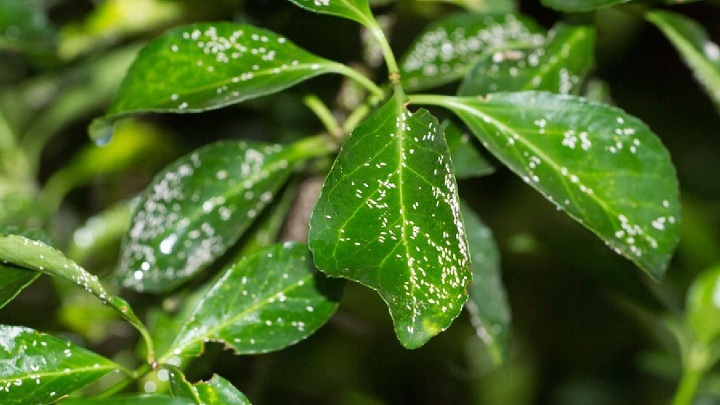 درمان شپشک آرد آلود