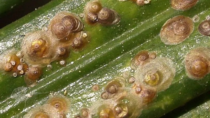 درمان شپشک سپردار