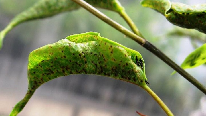 شناسایی و درمان آفت تریپس