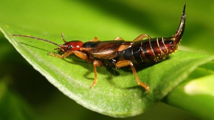 شناسایی و درمان آفت گوش خیزک