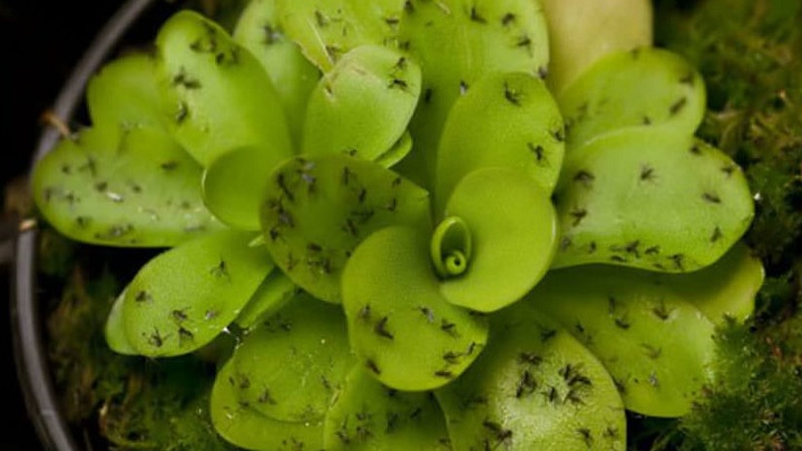 درمان حشره دو بال قارچ خوار