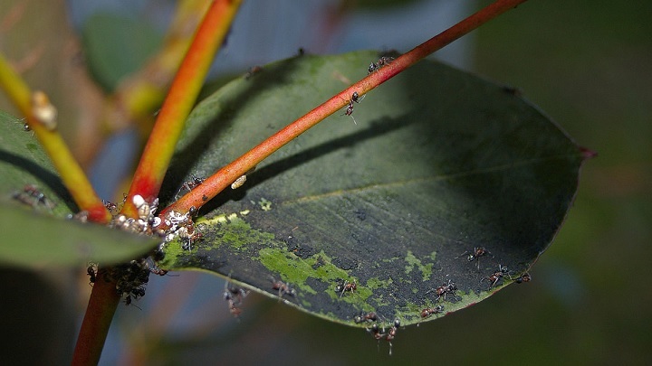 نکاتی که باید برای شناسایی و درمان آفت گیاهان بدانید