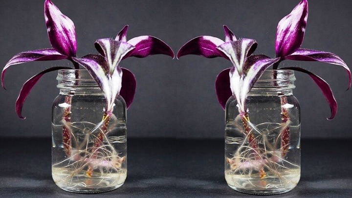 گیاه برگ بیدی از گیاهان زینتی که در آب رشد می‌کنند