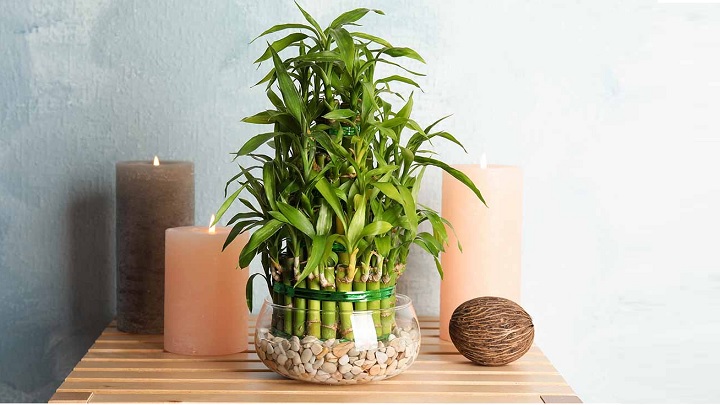 لاکی بامبو از گیاهان زینتی که در آب رشد می‌کنند