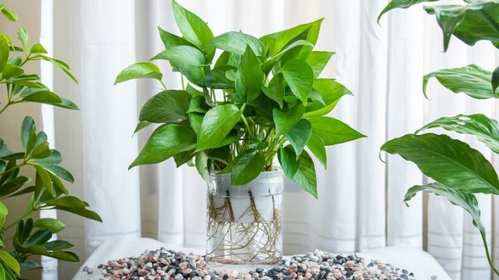 پتوس از گیاهان زینتی که در آب رشد می‌کنند