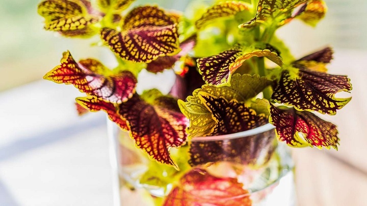 حسن یوسف از گیاهان زینتی که در آب رشد می‌کنند