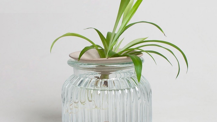 گیاه گندمی یا عنکبوتی از گیاهان زینتی که در آب رشد می‌کنند