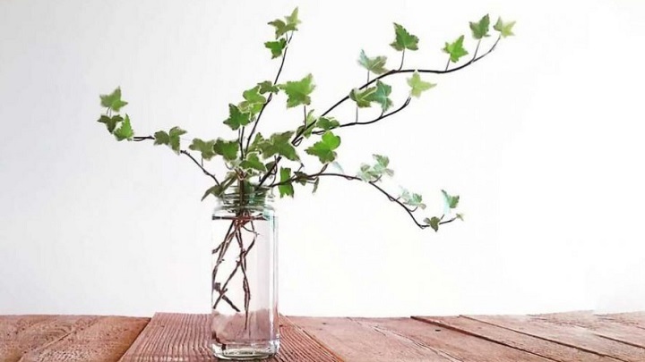 هدرا یا عشقه از گیاهان زینتی که در آب رشد می‌کنند