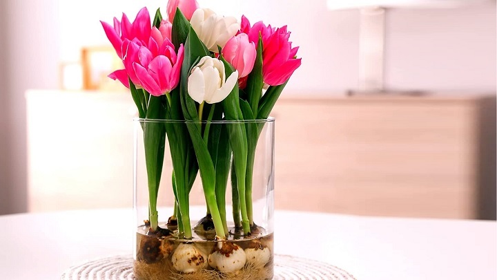 لاله از گیاهان زینتی که در آب رشد می‌کنند