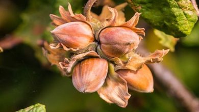 روش کاشت فندق تازه در گلدان؛ یک تجربه عالی برای شما