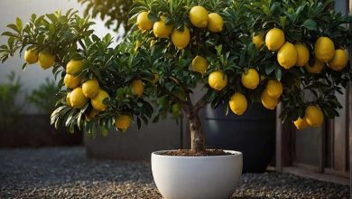 نحوه کاشت هسته لیموترش در گلدان