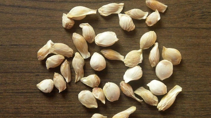 با نحوه کاشت هسته لیموترش در گلدان آشنا شوید با نحوه کاشت هسته لیموترش در گلدان آشنا شوید