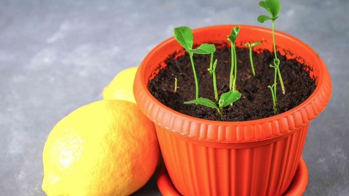 شرایط نگهداری درخت لیموترش در منزل شرایط نگهداری درخت لیموترش در منزل