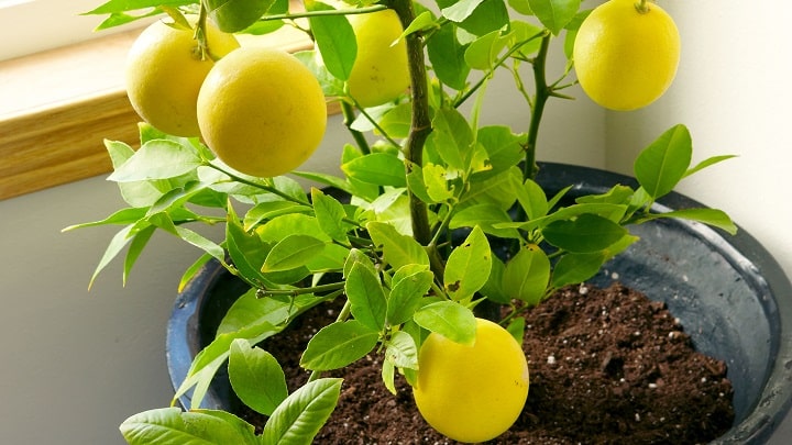 همه چیز در مورد پرورش درخت لیموترش در خانه همه چیز در مورد پرورش درخت لیموترش در خانه