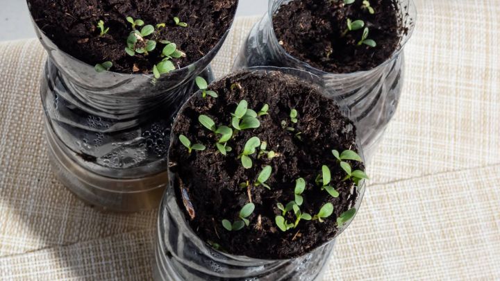 موارد لازم برای کاشت گوجه فرنگی در بطری موارد لازم برای کاشت گوجه فرنگی در بطری