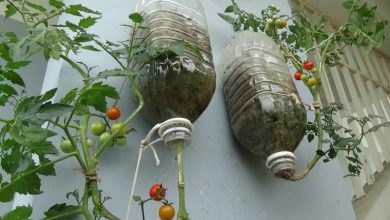 روش کاشت گوجه فرنگی در بطری نوشابه؛ یک خلاقیت ارگانیک