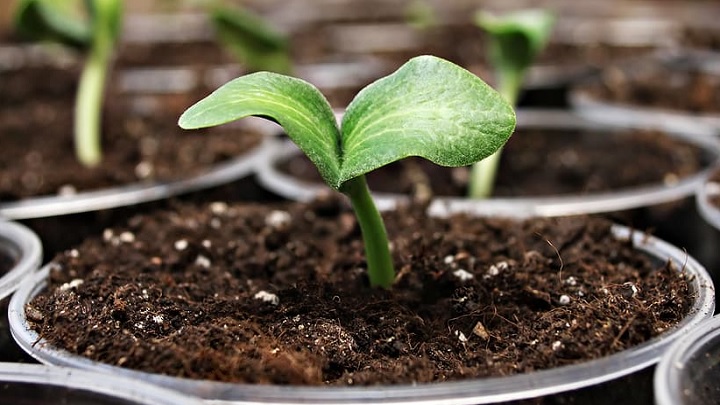 نکاتی که باید برای کاشت کدو سبز در گلدان بدانید نکاتی که باید برای کاشت کدو سبز در گلدان بدانید