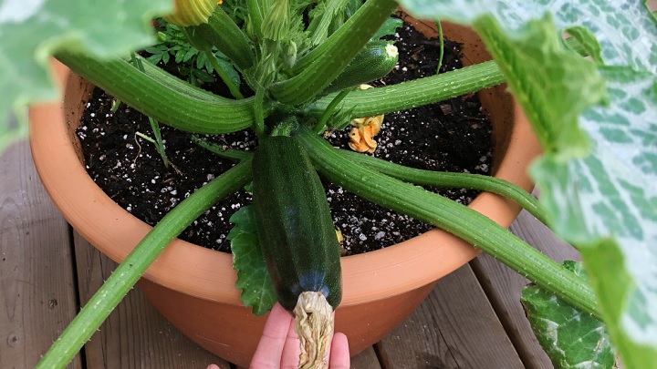 کاشت و برداشت کدو سبز تازه در خانه کاشت و برداشت کدو سبز تازه در خانه