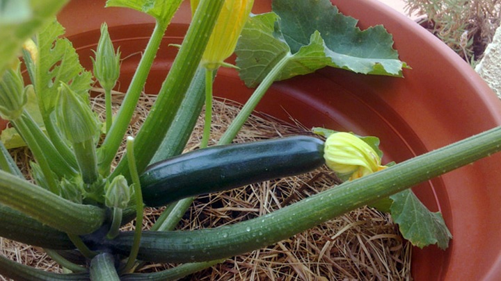 مراحل کاشت کدو سبز در گلدان مراحل کاشت کدو سبز در گلدان