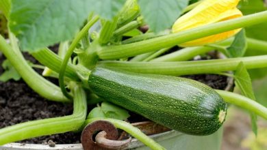 روش کاشت کدو سبز در گلدان