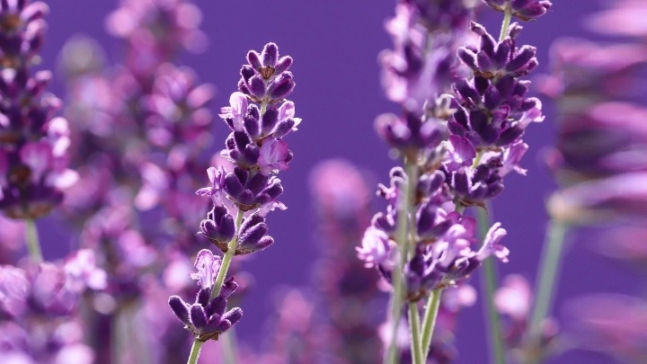 چطور با استفاده از گیاهان معطر، حشرات را از خانه دور کنیم؟ چطور با استفاده از گیاهان معطر، حشرات را از خانه دور کنیم؟