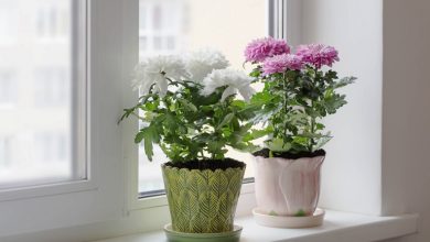 17 گیاه معطر که مگس و پشه را از منزلتان فراری میدهند