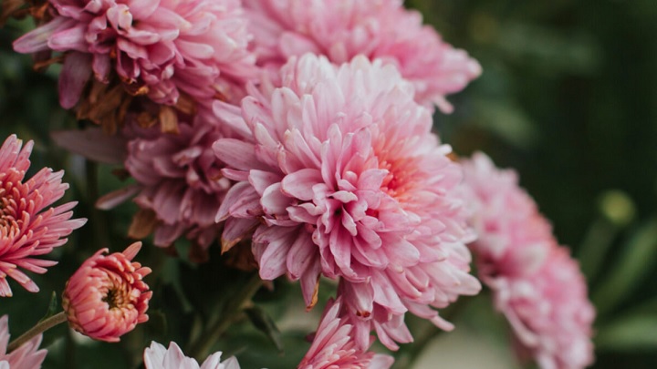 دفع حشرات با گیاهان معطر دفع حشرات با گیاهان معطر