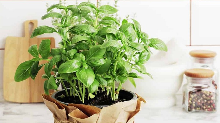 ریحان از جمله گیاهان دافع حشرات ریحان از جمله گیاهان دافع حشرات