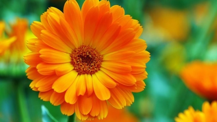 گل همیشه بهار از گیاهان دور کننده مگس و پشه گل همیشه بهار از گیاهان دور کننده مگس و پشه