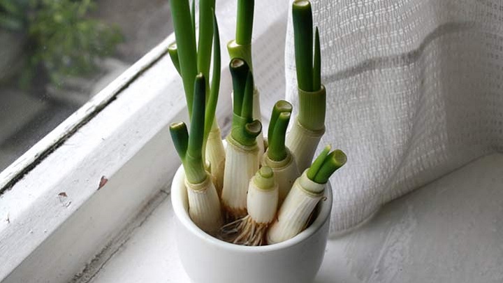 پیازچه از گیاهان دور کننده مگس و پشه پیازچه از گیاهان دور کننده مگس و پشه