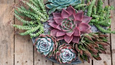 عجیب ولی واقعی؛ گیاهانی که در خرده شیشه رشد می‌کنند