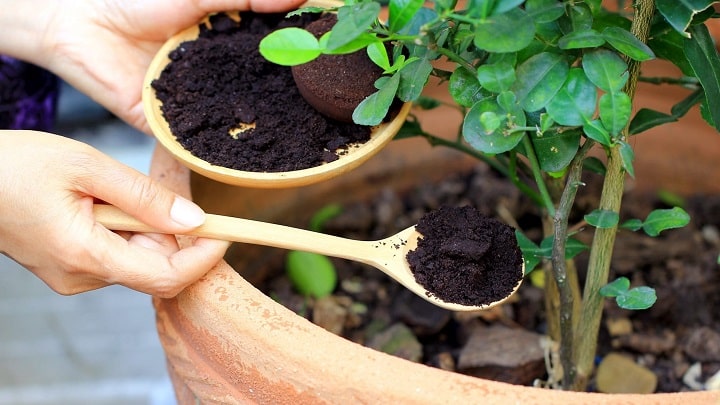 ایجاد محیطی مناسب برای رشد گیاه در خرده شیشه